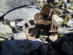 Euphydryas editha quino