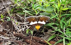 Buzara latizona
