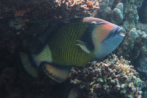 Balistoides viridescens