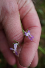 Collinsia sparsiflora