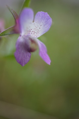 Collinsia sparsiflora