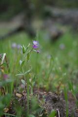 Collinsia sparsiflora