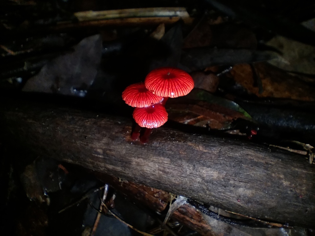 Cruentomycena viscidocruenta · March 2026 · photo: © sofiazed1 (iNaturalist, cc-by)