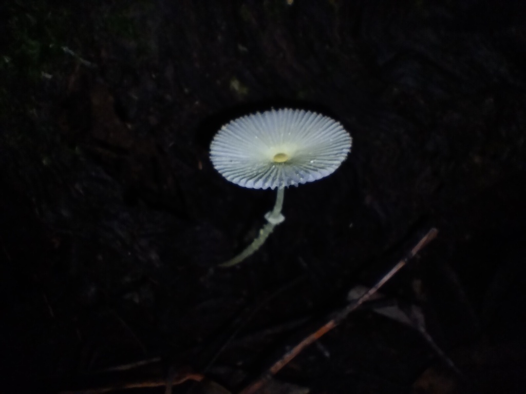 Leucocoprinus fragilissimus · March 2026 · photo: © sofiazed1 (iNaturalist, cc-by)