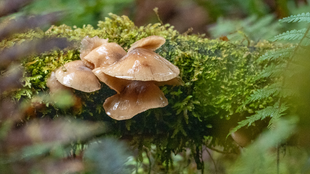 Armillaria novae-zelandiae · March 2026 · photo: © genevieveearly (iNaturalist, cc-by)