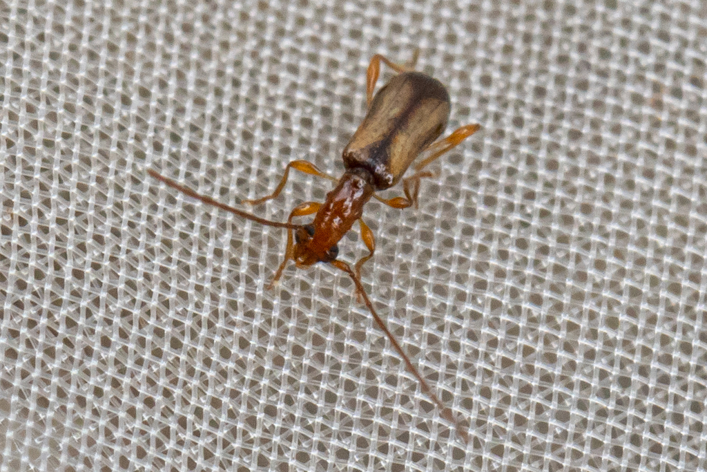 Obrium fuscoapicalis