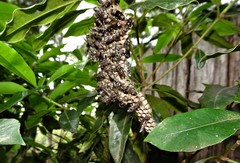 Ropalidia gracilenta