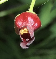 Scrophularia atrata