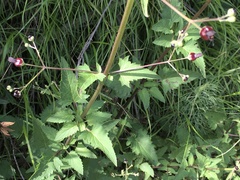 Scrophularia atrata