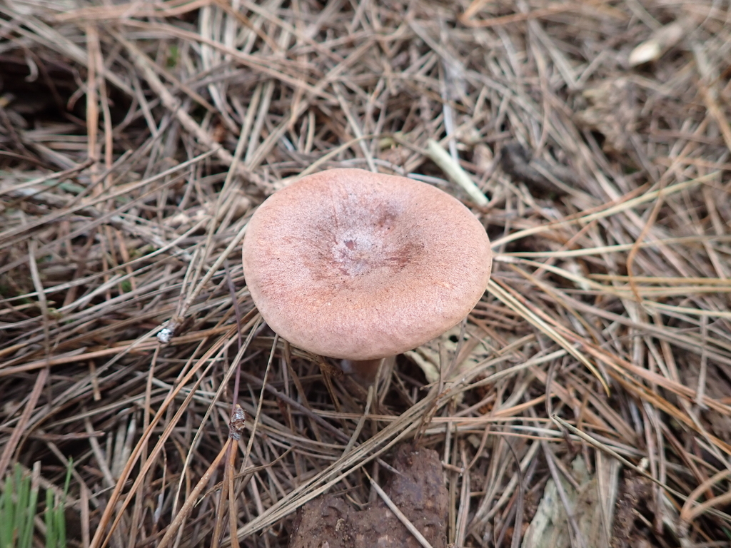 Lactarius rufus · March 2026 · photo: © rayjackson (iNaturalist, cc-by)