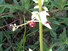 Scrophularia atrata