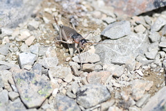 Deinacrida connectens