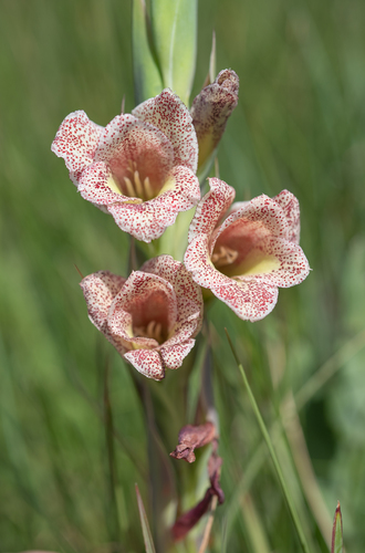 Gladiolus ecklonii, photograph 6