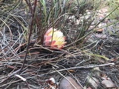Protea piscina