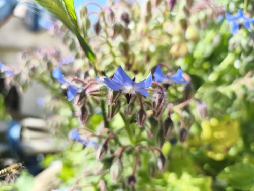 Borage