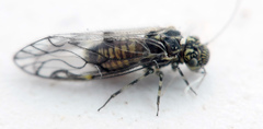 Ptiloneuridae