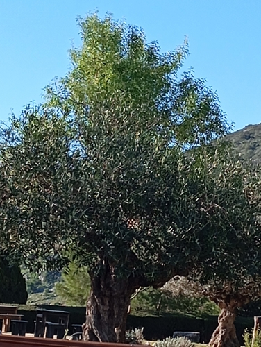 Avistamiento Olivo (Picual)