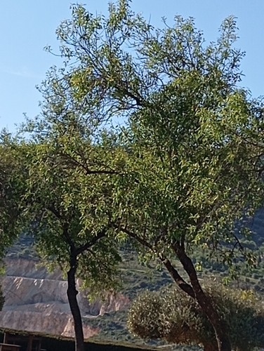 Avistamiento Almendro