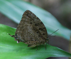 Arhopala anthelus