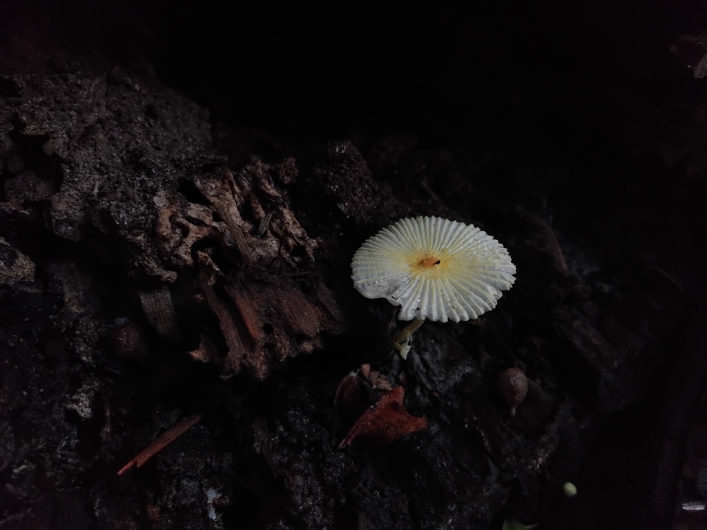 Leucocoprinus fragilissimus · March 2026 · photo: © sofiazed1 (iNaturalist, cc-by)