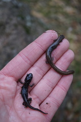 Aneides lugubris