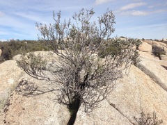 Eriodictyon trichocalyx lanatum