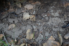 Aneides lugubris