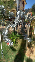 Eucalyptus macrocarpa