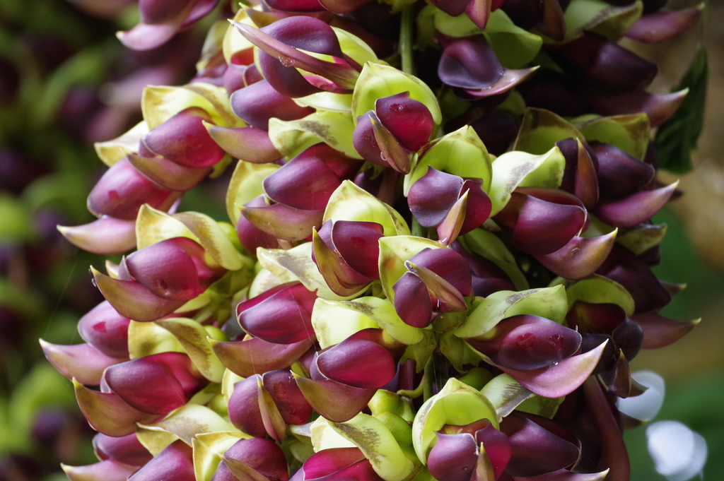 Mucuna macrocarpa (Mucuna macrocarpa)