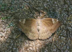 Euthalia aconthea garuda