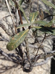Eriodictyon trichocalyx lanatum
