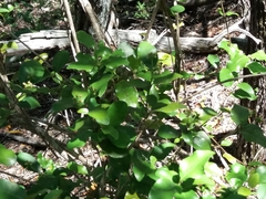 Gynochthodes myrtifolia