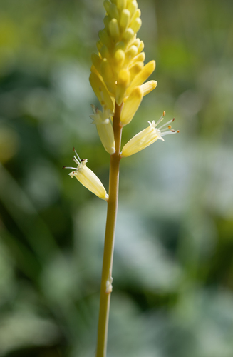 Short Poker (Kniphofia breviflora)