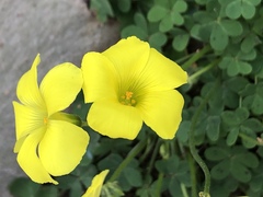 Oxalis pes-caprae