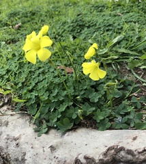 Oxalis pes-caprae