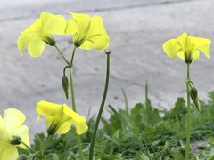 Oxalis pes-caprae
