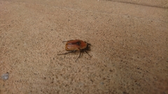 Diaphonia xanthopyga