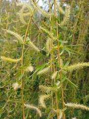 Salix × pendulina, photograph (c) Gerry van Tonder, some rights reserved (CC BY)
