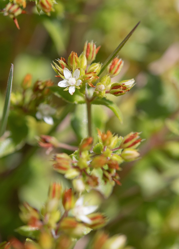 Crassula pellucida (Crassula pellucida)