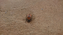 Diaphonia xanthopyga