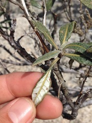 Eriodictyon trichocalyx lanatum