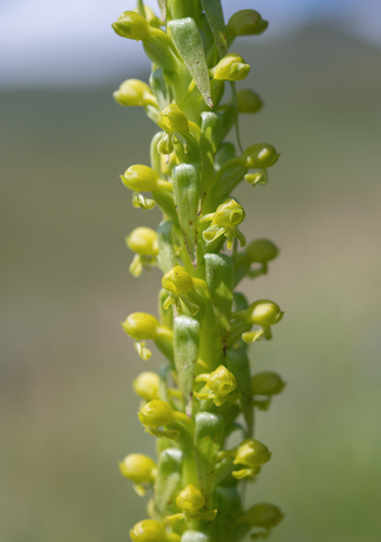 Devil Satyre (Satyrium parviflorum)