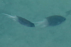 Acanthochromis polyacanthus