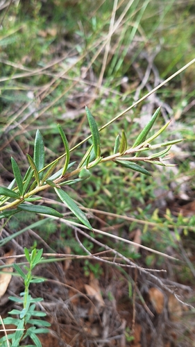 Lavender Grevillea (Grevillea lavandulacea)
