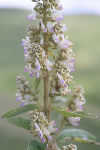 Upland Flybush (Coleus calycinus)