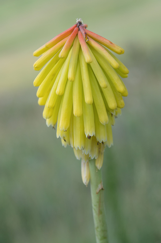 Dwarf Poker (Kniphofia porphyrantha)