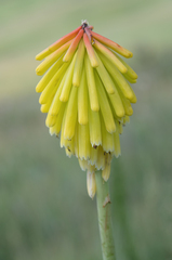 (c) Morten Ross, some rights reserved (CC BY) Kniphofia porphyrantha, photograph (c) Morten Ross, some rights reserved (CC BY)