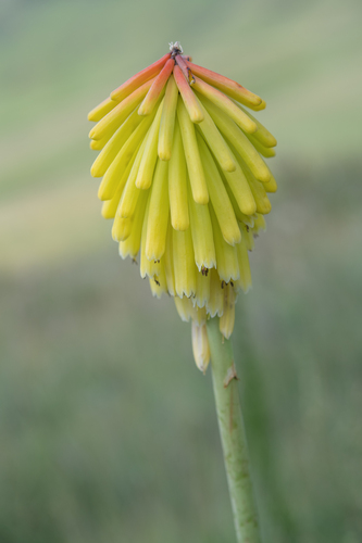 Kniphofia porphyrantha, photograph 2