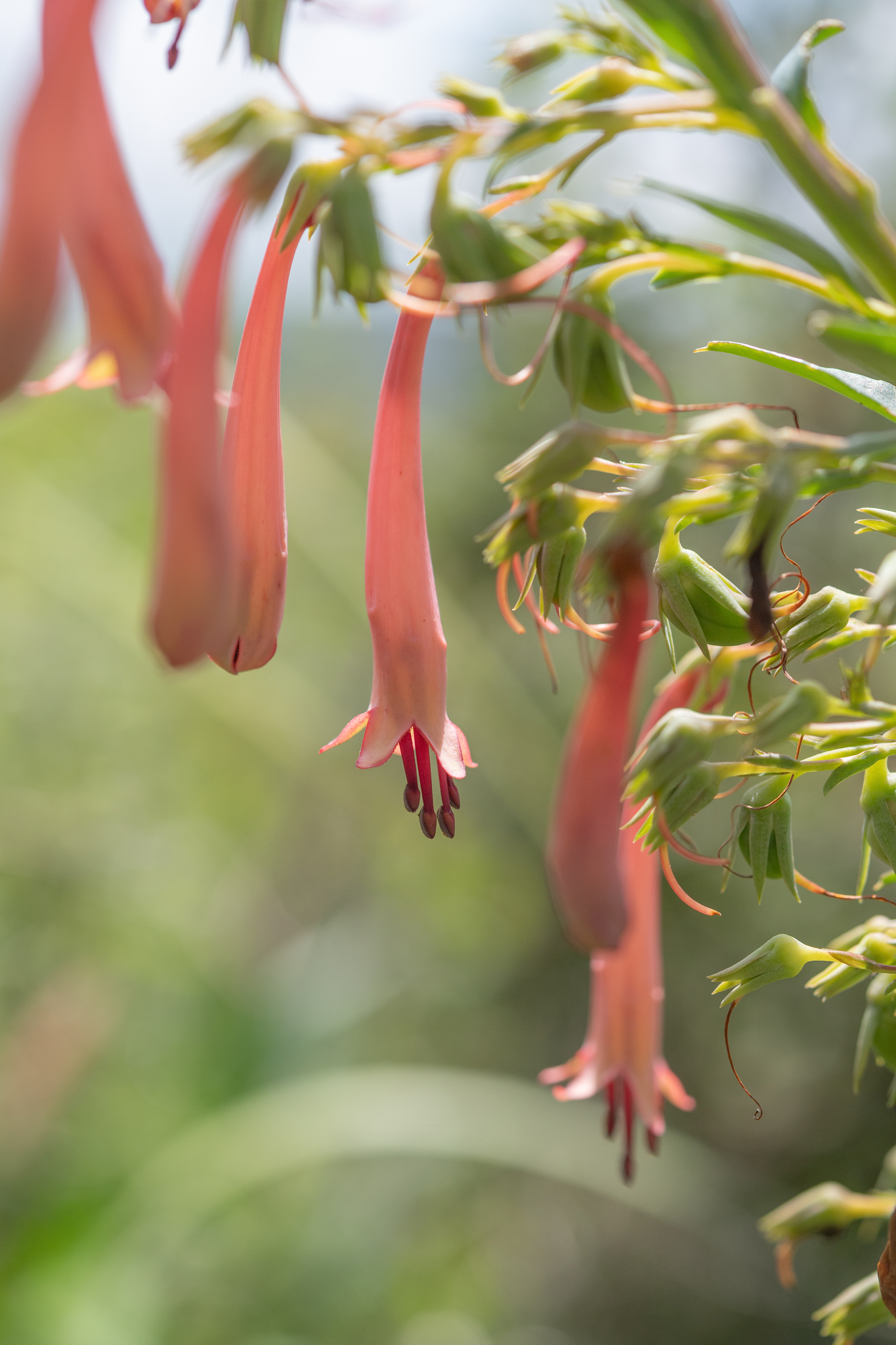 Phygelius Aequalis (Phygelius aequalis)