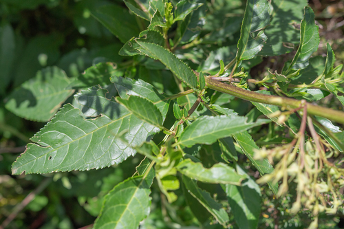 Phygelius aequalis, photograph 5
